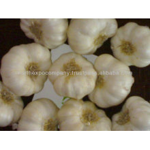 Indian Fresh Garlic